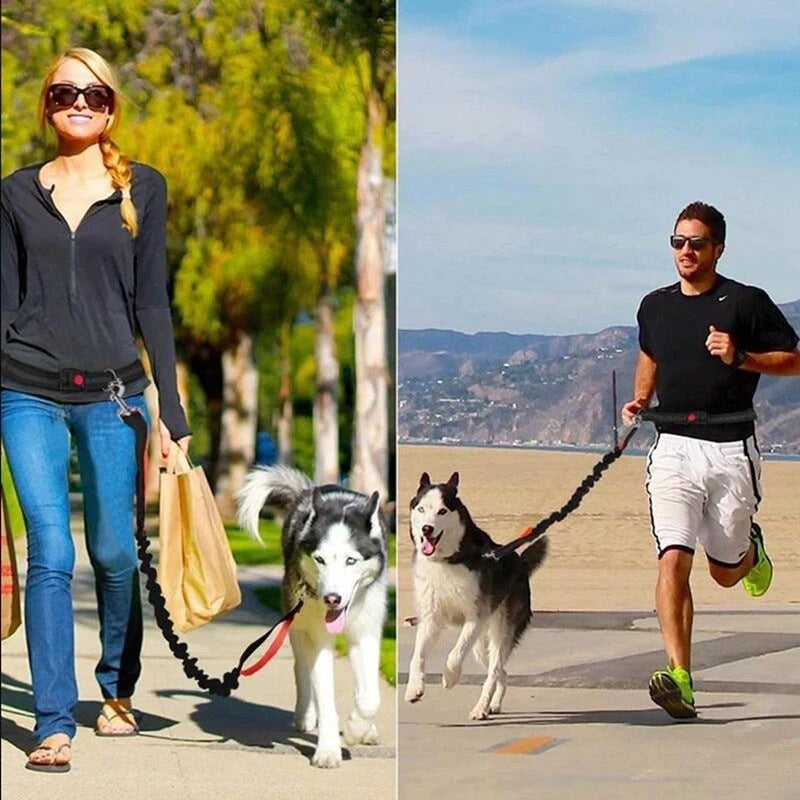Adjustable Pet Harness & Leash Set - Raifaonline