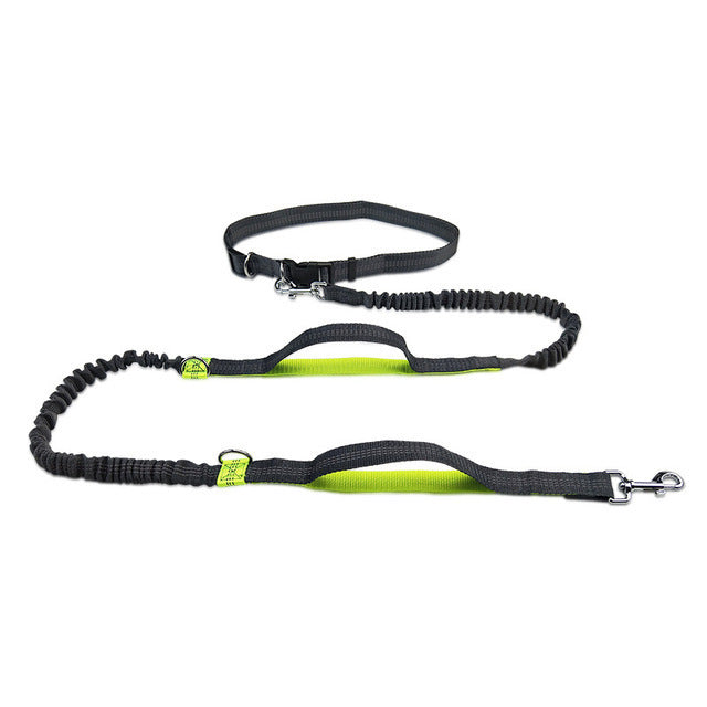 Adjustable Pet Harness & Leash Set - Raifaonline