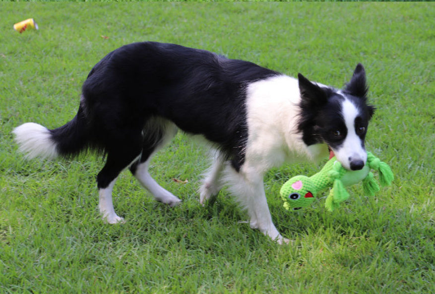 Bite-resistant Interactive Pet Dog Toy - Raifaonline