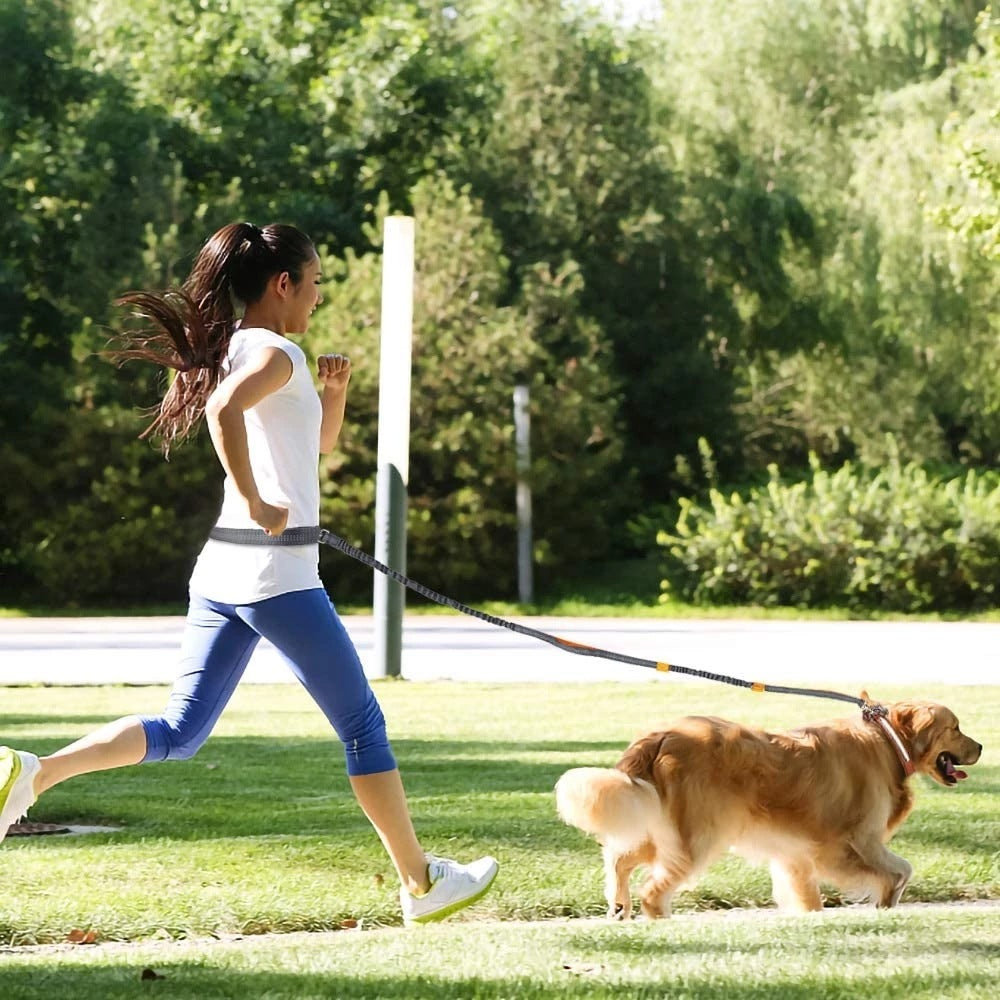 Adjustable Pet Harness & Leash Set - Raifaonline