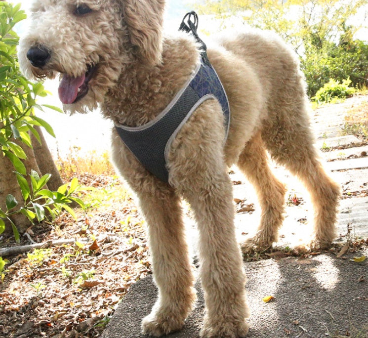 Dog Harness Vest with Leash – Bullfight Style - Raifaonline