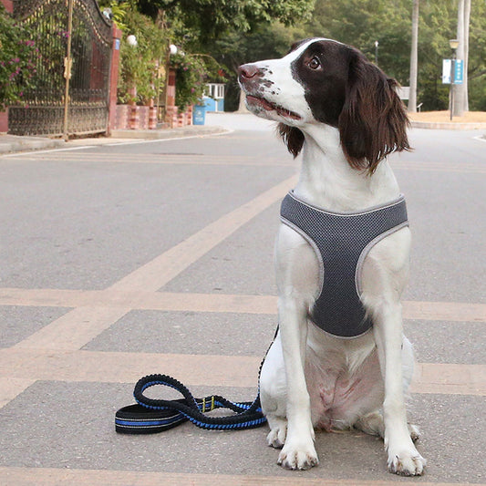 Dog Harness Vest with Leash – Bullfight Style - Raifaonline