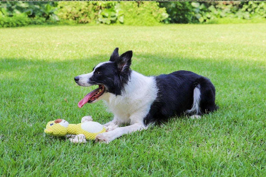 Bite-resistant Interactive Pet Dog Toy - Raifaonline