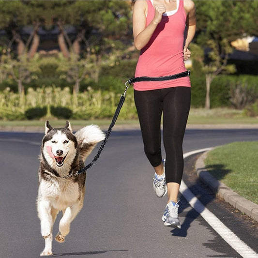Adjustable Pet Harness & Leash Set - Raifaonline